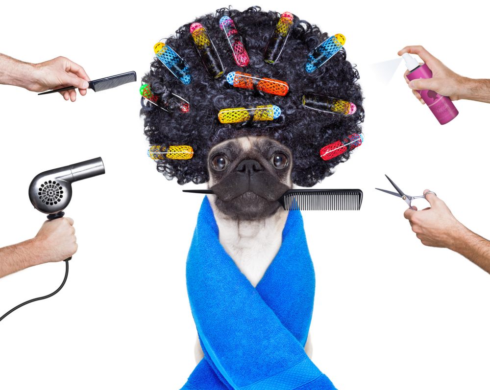 peluquería para mascotas