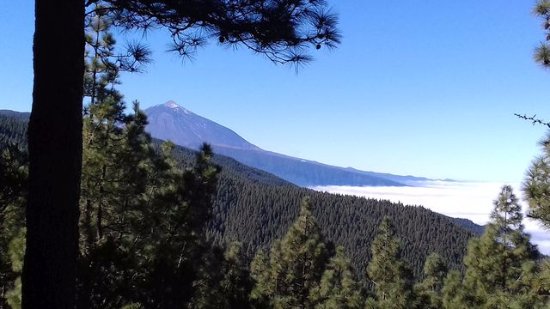 Aloe vera_Aloe Plus Lanzarote S.L.