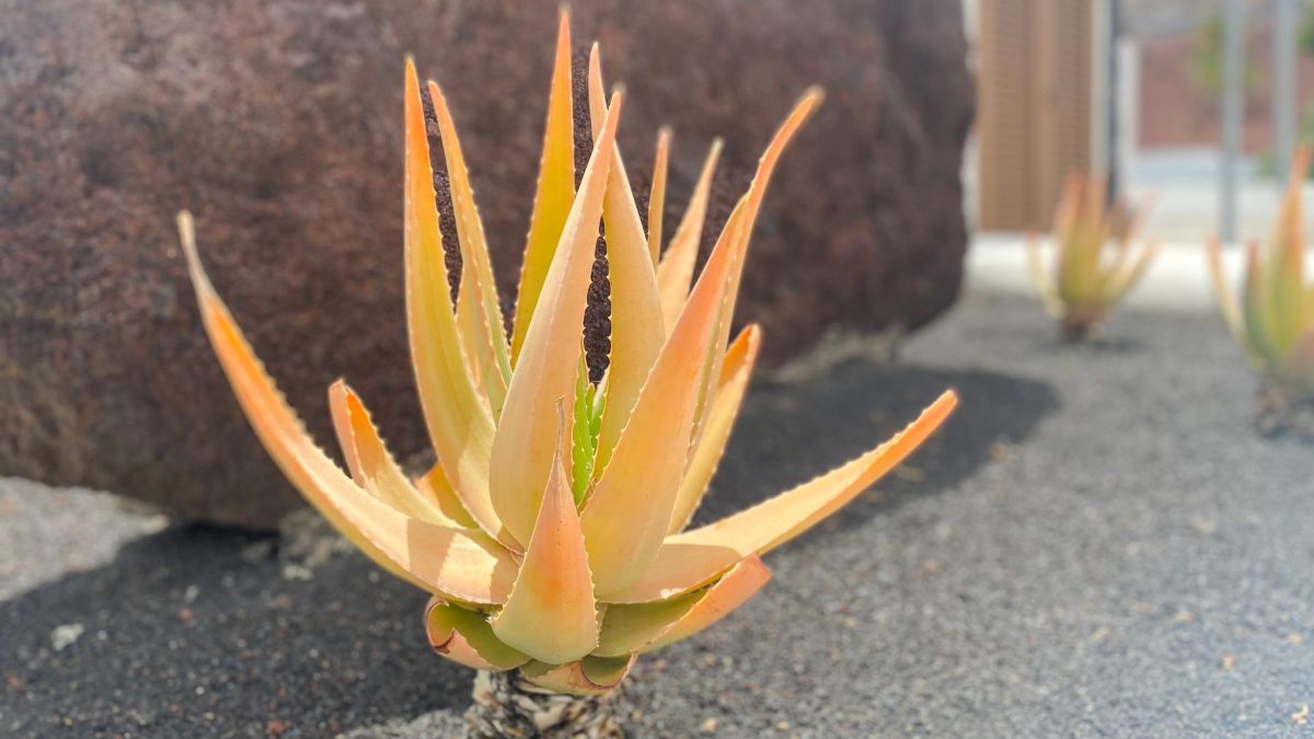 Aloe Vera Marrón: Posibles enfermedades, causas y tratamientos