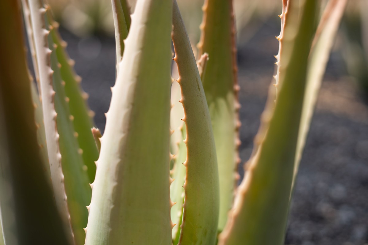 El aloe vera y sus propiedades mágicas