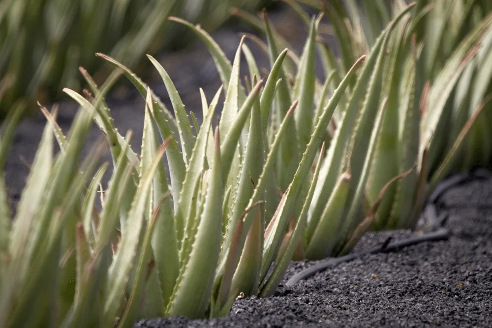  aloe vera ecológico de Lanzarote
