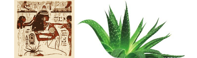 Aloe vera. Aloe plus lanzarote