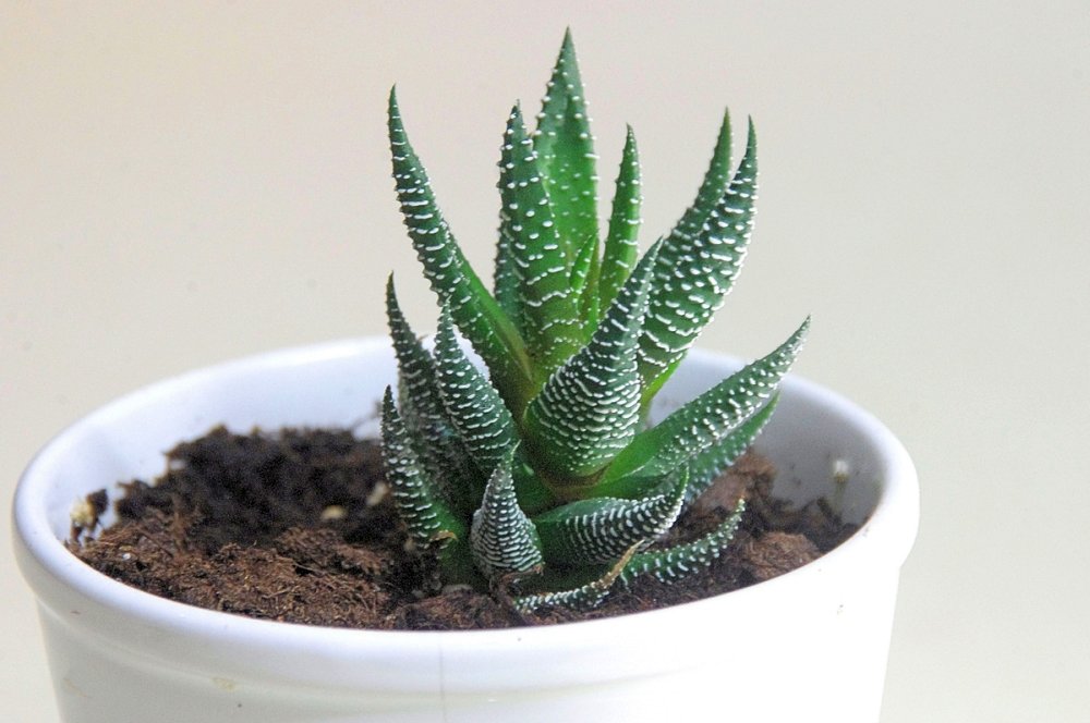 Accidental antecedentes Gracias ▷ Cómo cuidar el Aloe Vera - Aloe Plus Lanzarote