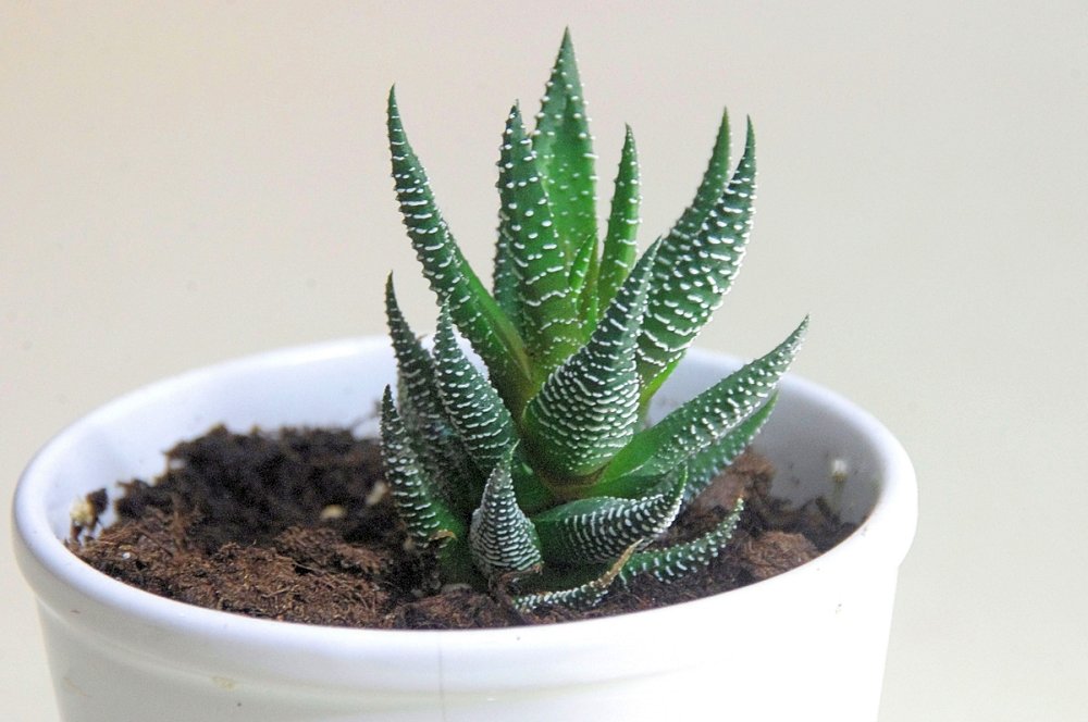 ¿Cómo cuidar una planta de aloe vera? Te lo decimos