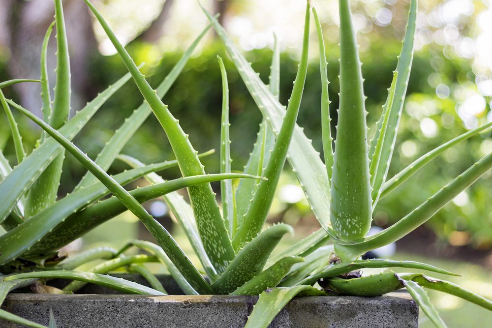 Groseramente aumento El aparato Cómo mantener nuestra planta de aloe | Aloe Plus