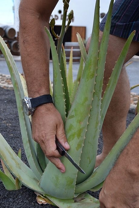 Aloe vera aloe de - Secretos de Lanzarote