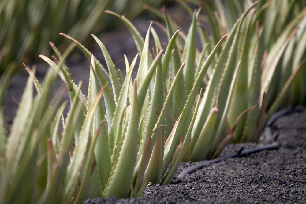De todos modos sinsonte Calle Descubre cómo reparar la piel seca con Aloe vera - Secretos de Lanzarote