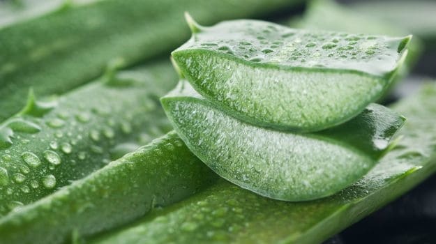 Aloe vera y cáncer: ¿qué relación tienen?