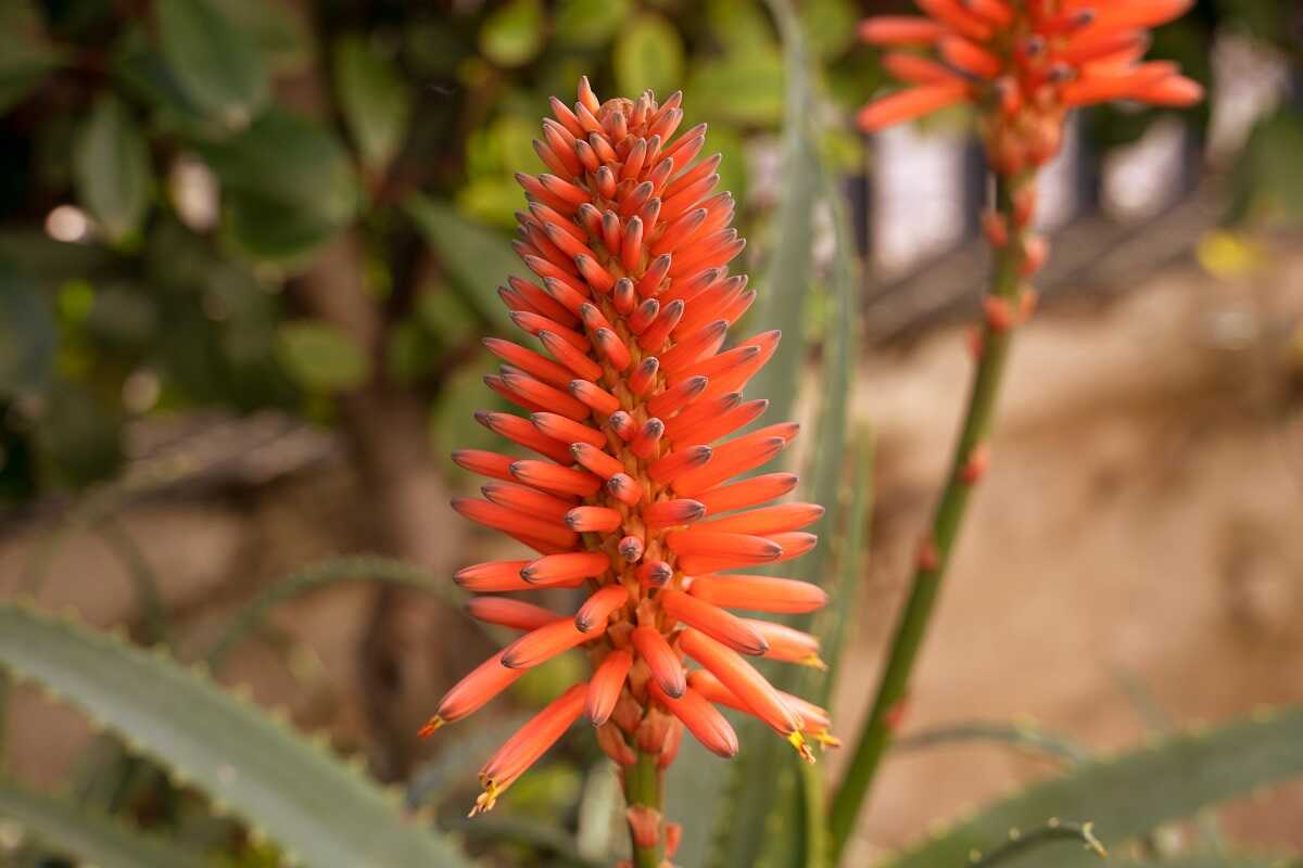 Cuándo podemos el vera en flor? Aloe Plus Lanzarote