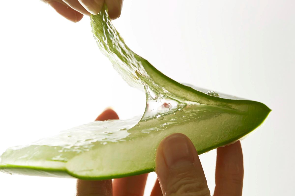 Aloe vera para la queratosis actínica: un tratamiento natural para la piel