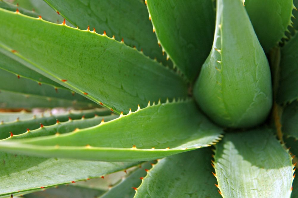 Tomar Aloe Vera En Ayunas Beneficia Tu Salud